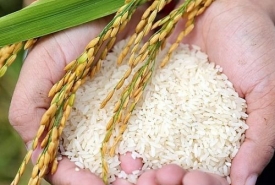 Gạo Miền Tây