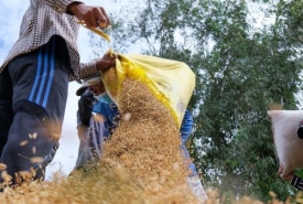Gạo Từ Thiện Giá Sỉ