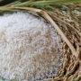 Địa chỉ bán gạo Củ Chi ngon nhất hiện nay