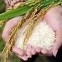 Gạo Miền Tây